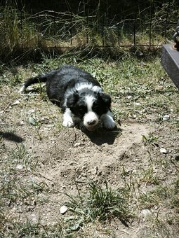Border kolie - 8