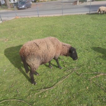 Sufolk 2 barany, 2 ovce Zwartbles - 8