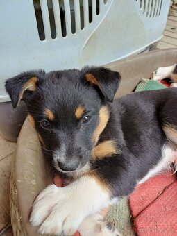 Štěňata JRT a Bernský salašnický - 8