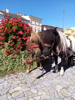 Shetland pony - 8