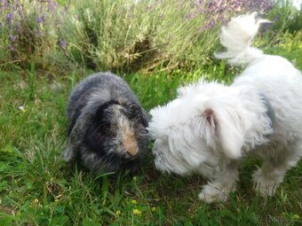 Zakrslá samička - 8