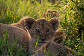 Nikon D5200 + objektivy - 8