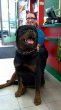 Rotvajler, rottweiler, RTW s PP – KE KRYTÍ - 8