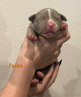 American Bully XL - štěňata - rezervace - 8
