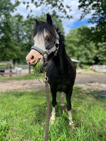 Prodáme valáška Welsh mountain pony - 8