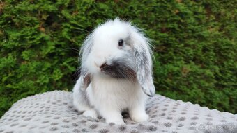 Zakrslý beránek, králíček, králík - MOLLY - 8