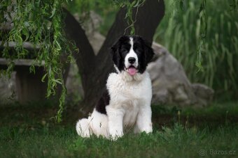 Landseer - štěňátka s PP - 8