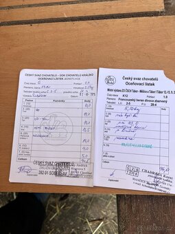 Francouzský beran s PP - 8