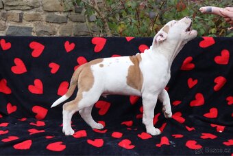 Americký stafordšírský teriér s PP pejsek CHAOS - 8