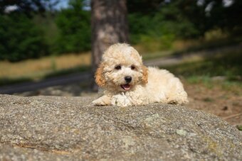 Maltipoo - 8
