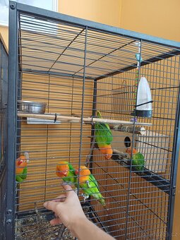 Prodám 2 papoušky Agapornis Fischeri Opalín - 8