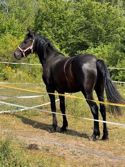 Mladá černá klisna - 8