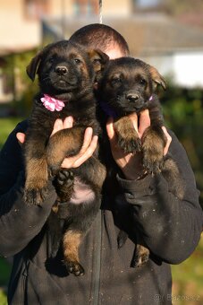 Německý ovčák s PP - 8