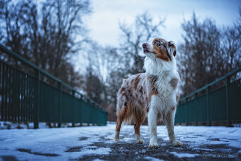 Pentacon 50/1,8 M42 - 8