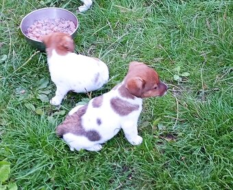 Jack russell terier krásná hnědobílá fenka na odběr - 8