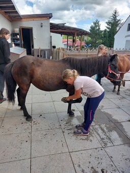 Vyjížďky na koních i ponících - 8