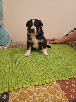 Štěňata bordercolie kříženci - 8