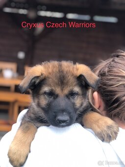 Stenata německého ovcaka - 8