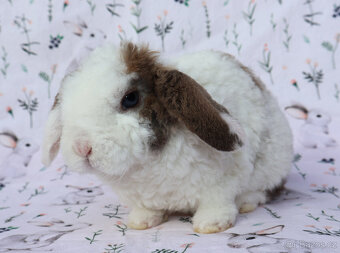 Zakrslý rex beránek maličký sameček - 8