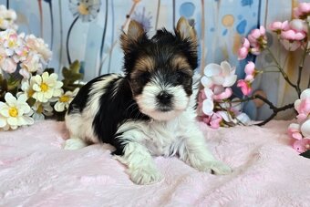 Biewer terrier fenka s PP - 8