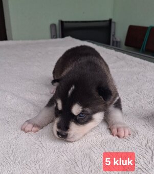 Sibiřský husky - štěňata - 8