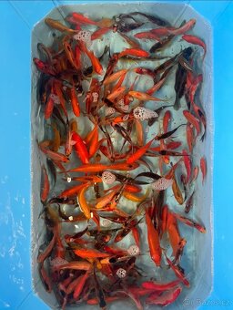 Koi kapr - 8