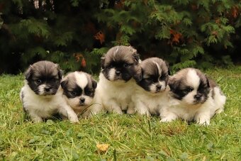 Tibetský španěl particolor - 8