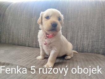 Zlatý retrívr / retriever - 8