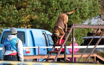 Štěňata Belgický ovčák malinois s PP - pracovní spojení - 8