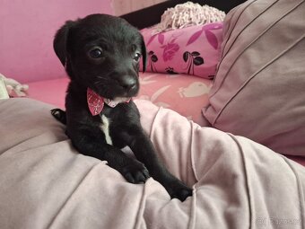 Stěně Pinč X Jack Russell - 8