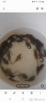 Prodám ancistruse l 144 lemon A obyč hnědé - 8