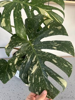 Monstera Thai pokojová květina - 8