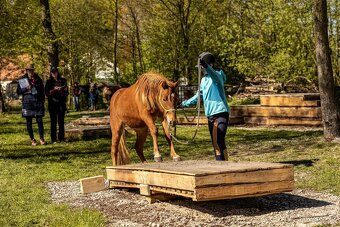 3 letá klisna pony x QH - 8