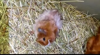 Morčata, morče, morčátka kluci i holky - 8