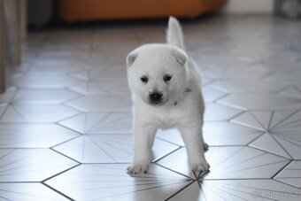 Kishu Inu štěňata s PP FCI - odběr na Vánoce - 8