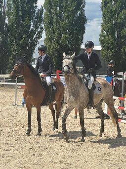 Prodáme sportovního koně do drezury, do parkuru pro dítě, ju - 8