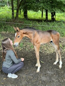Hřebeček ČT -2025 - 8