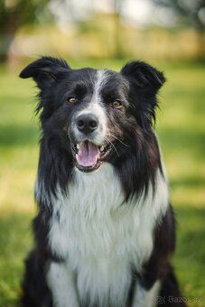 Pes bordercolie s PP - 8