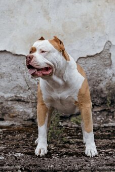 American bully - 8