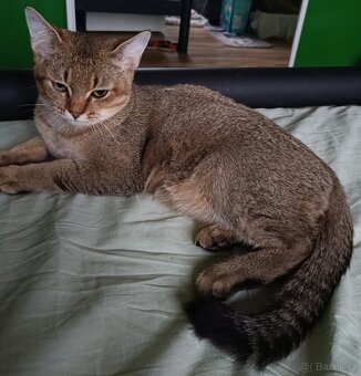 Britský kocourek bez PP - 8