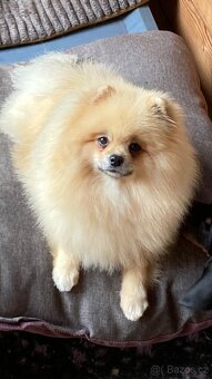 Pomeranian s PP/ FCI - 8