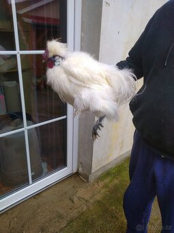 Kohouti Hedvábničky holokrčky a bílé velké vousaté - 8