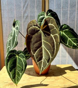 Anthurium Crystallinum Sametové srdce - 8