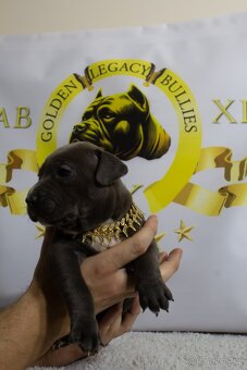 GLB TOKIO & CROWN BULLYS BARON American Bully - 8