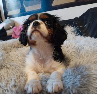 kavalír king charles španěl - 8