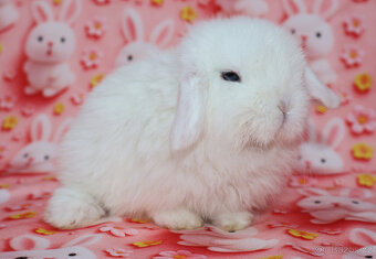 Zakrslí beránci NHD modrá očka . - 8