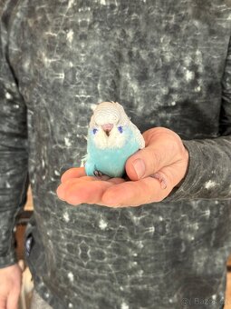 Andulky krotké a ochočené - 8