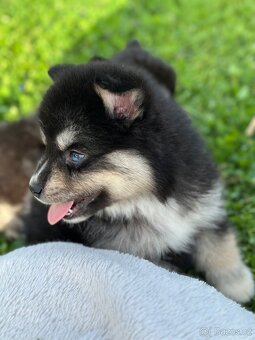 Pomsky / pomeranian / Husky - 8