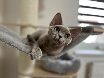 Devon Rex - 8