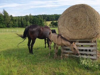 LUXUSNÍ QUARTER HORSE GRULLO HOMOZYGOT NA ČERNOU - 8